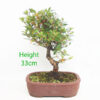 Azalea Hoshi No Kagayaki Flowering Bonsai Tree Number 74P