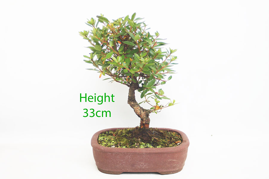 Azalea Hoshi No Kagayaki Flowering Bonsai Tree Number 74P