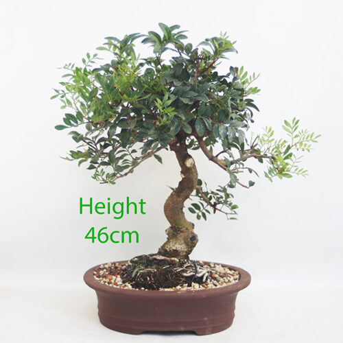 Pistachio Bonsai Tree Number 180P