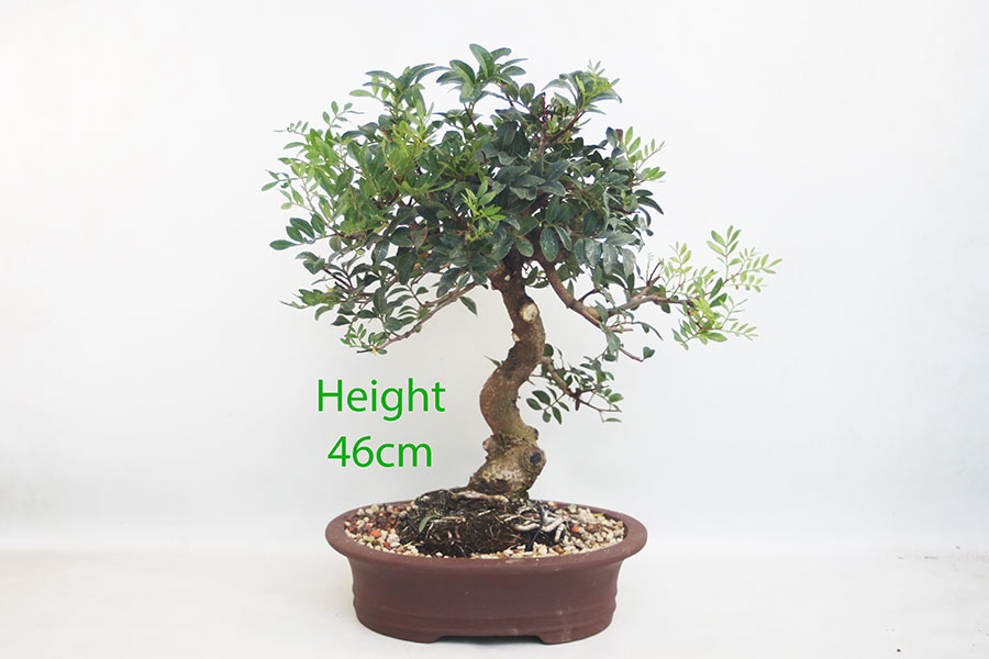 Pistachio Bonsai Tree Number 180P