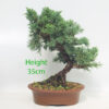 Chinese Juniper Bonsai Tree Number 196P