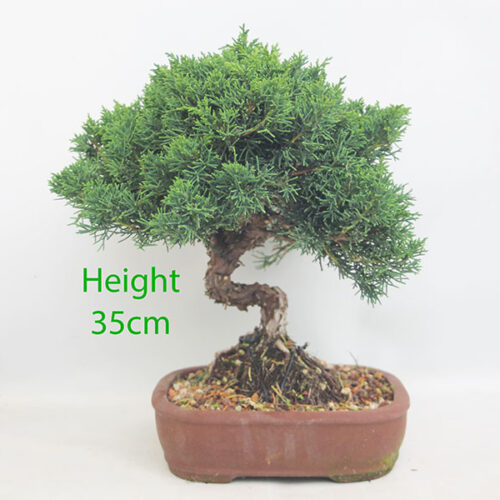 Chinese Juniper Bonsai Tree Number 18P