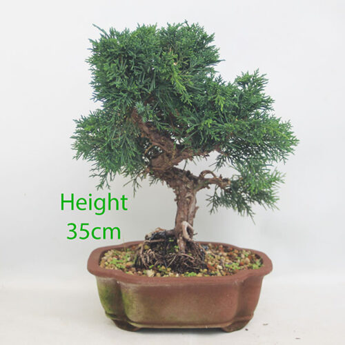 Chinese Juniper Bonsai Tree Number 311P
