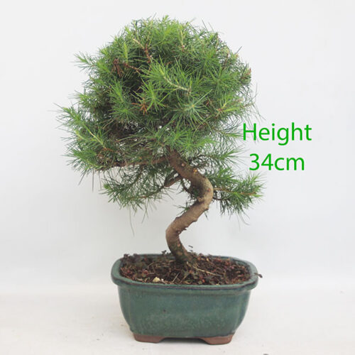 Aleppo Pine Bonsai Tree Number 318P