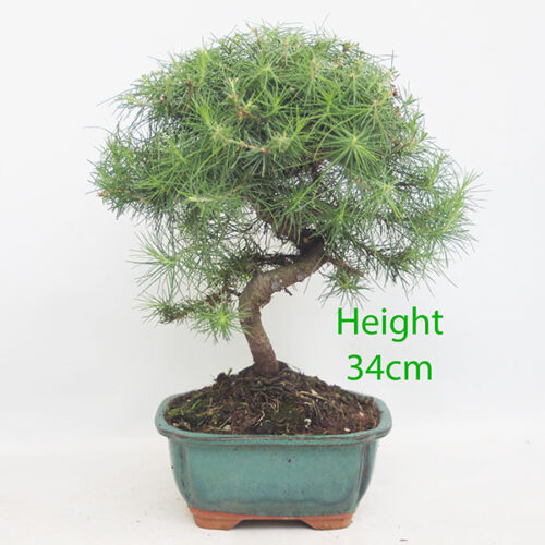 Aleppo Pine Bonsai Tree Number 92Y