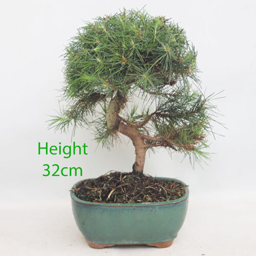 Aleppo Pine Bonsai Tree Number 7P
