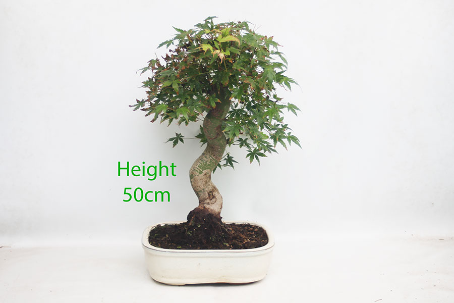 Acer Palmatum Japanese Maple Bonsai Tree Number 97Y