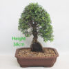 Cork Bark Elm On Rock Bonsai Tree Number 152P