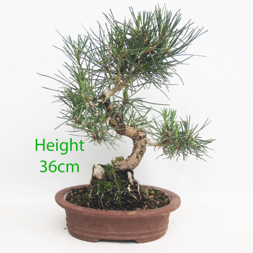 Black Pine Bonsai Tree Pinus Thunbergii Number 217P