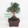 Black Pine Bonsai Tree Pinus Thunbergii Number 254P