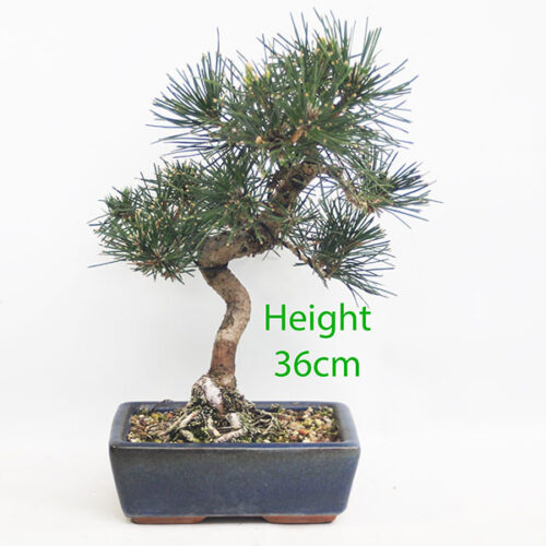 Black Pine Bonsai Tree Pinus Thunbergii Number 211P