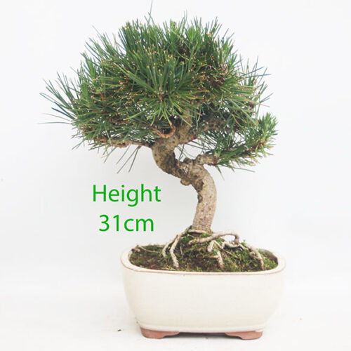 Black Pine Bonsai Tree Pinus Thunbergii Number 58P