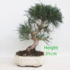 Black Pine Bonsai Tree Pinus Thunbergii Number 61P