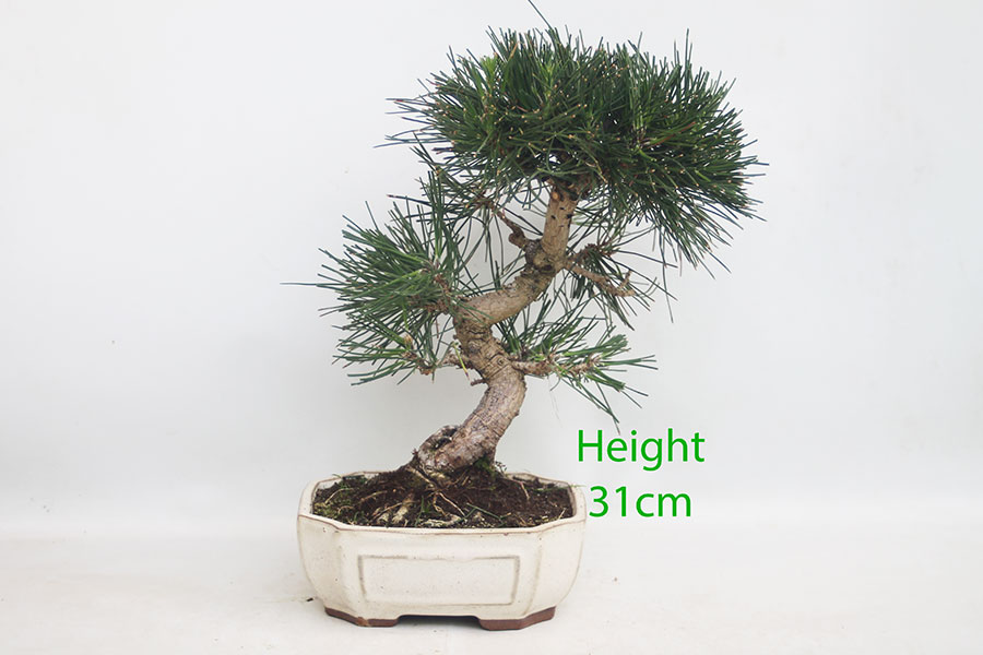 Black Pine Bonsai Tree Pinus Thunbergii Number 61P