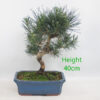 Black Pine Bonsai Tree Pinus Thunbergii Number 22Y