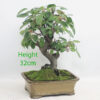 Crab Apple Flowering Bonsai Tree Malus Number 115P