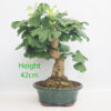 Ginkgo Bonsai Tree Number 100P
