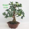 Ginkgo Bonsai Tree Number 90P