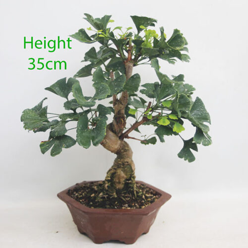 Ginkgo Bonsai Tree Number 90P