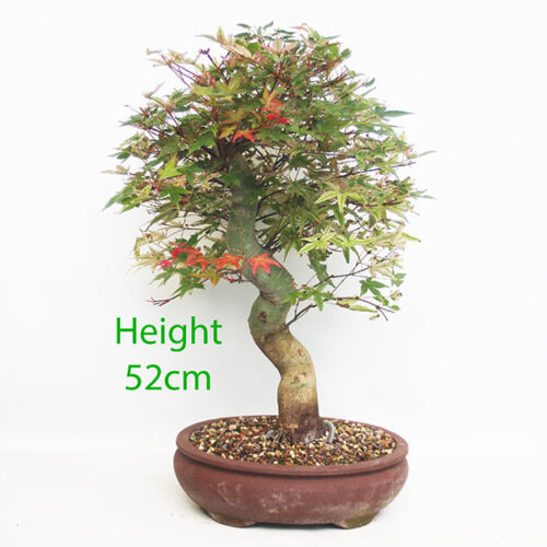 Acer Palmatum Deshojo Japanese Maple Bonsai Tree Number 345P