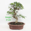 Pomegranate Nejikan Flowering Bonsai Tree Punica Number 320P