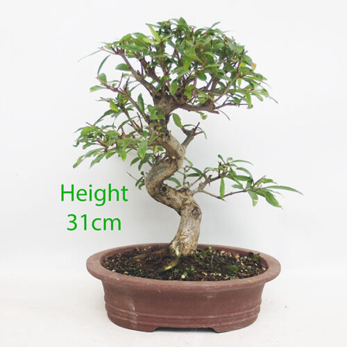 Pomegranate Nejikan Flowering Bonsai Tree Punica Number 320P