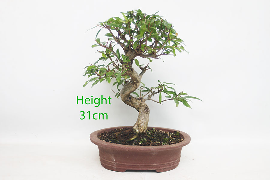 Pomegranate Nejikan Flowering Bonsai Tree Punica Number 320P