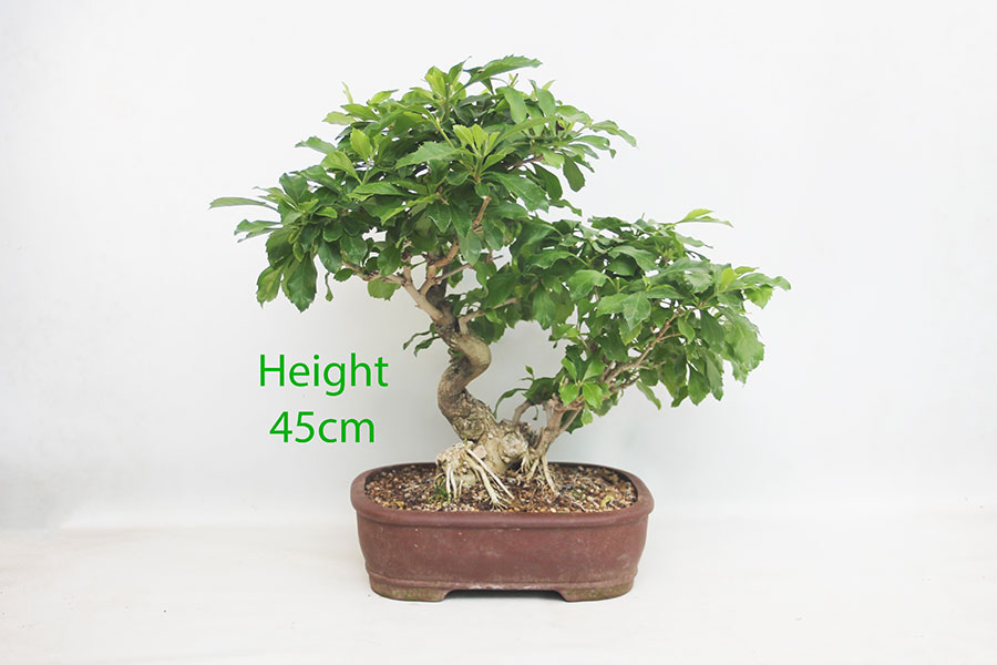 Durantha Flowering Bonsai Tree Number 17P