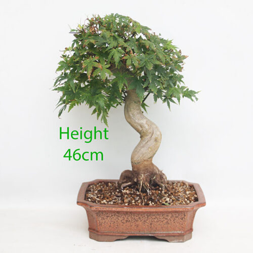 Acer Palmatum Japanese Maple Bonsai Tree Number 27P