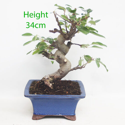 Crab Apple Flowering Bonsai Tree Malus Number 65P