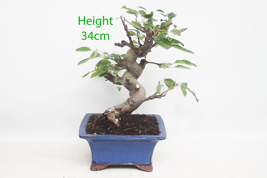 Crab Apple Flowering Bonsai Tree Malus Number 65P