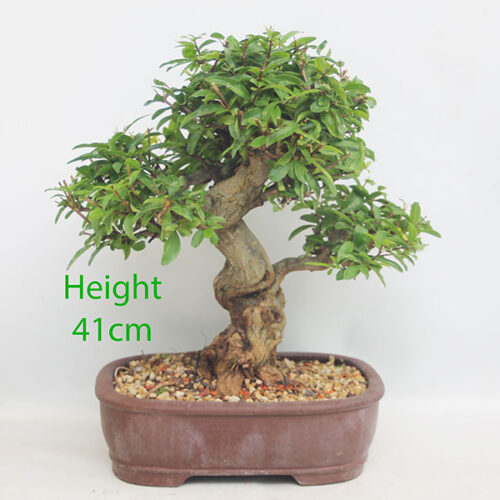 Pomegranate Nejikan Flowering Bonsai Tree Punica Number 45Y