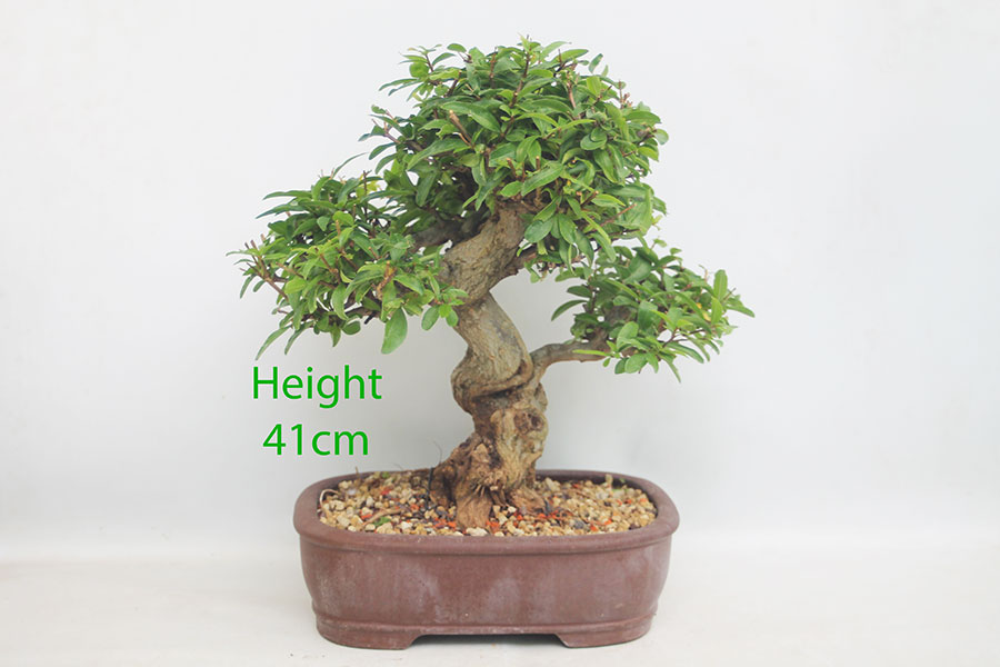 Pomegranate Nejikan Flowering Bonsai Tree Punica Number 45Y