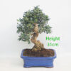 Olive Bonsai Tree Number 127P