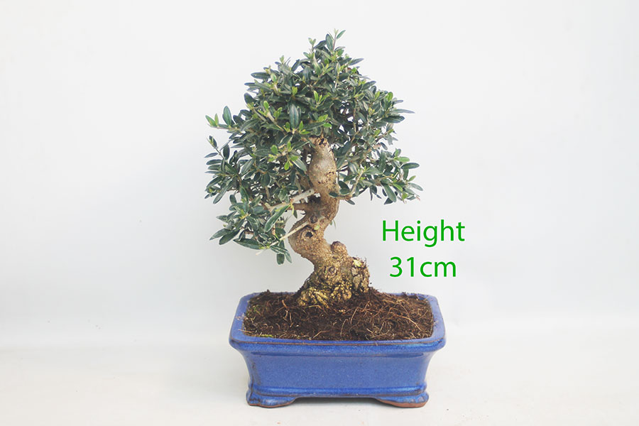 Olive Bonsai Tree Number 127P