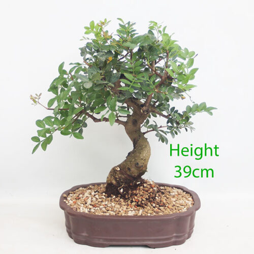 Pistachio Bonsai Tree Number 100Y