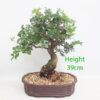 Pistachio Bonsai Tree Number 100Y
