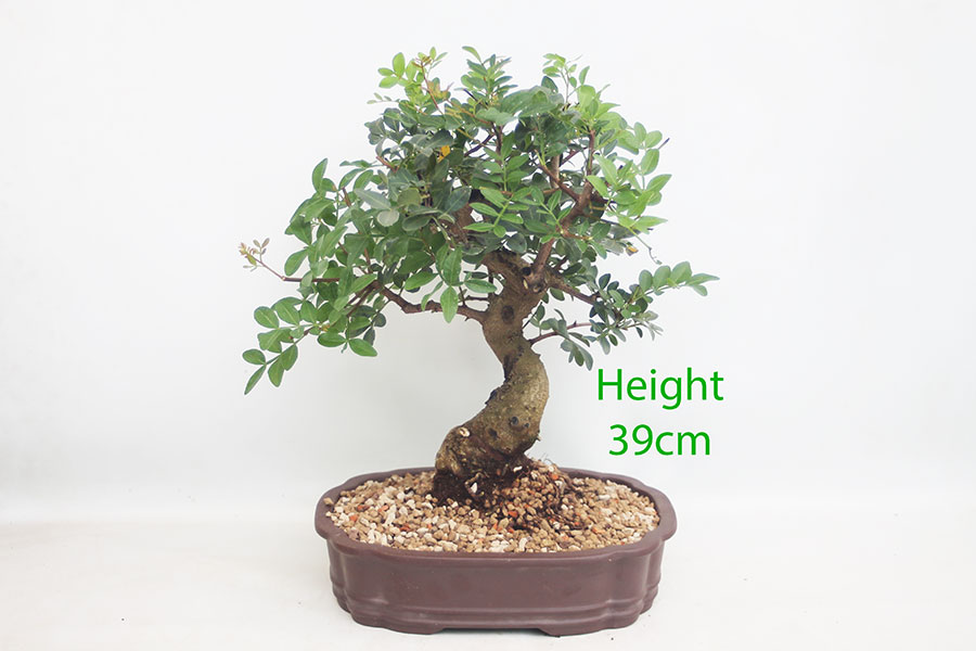 Pistachio Bonsai Tree Number 100Y