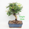 Pomegranate Nejikan Flowering Bonsai Tree Punica Number 222P