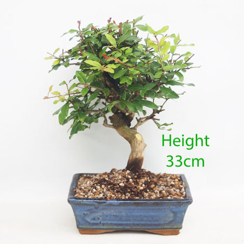 Pomegranate Nejikan Flowering Bonsai Tree Punica Number 222P