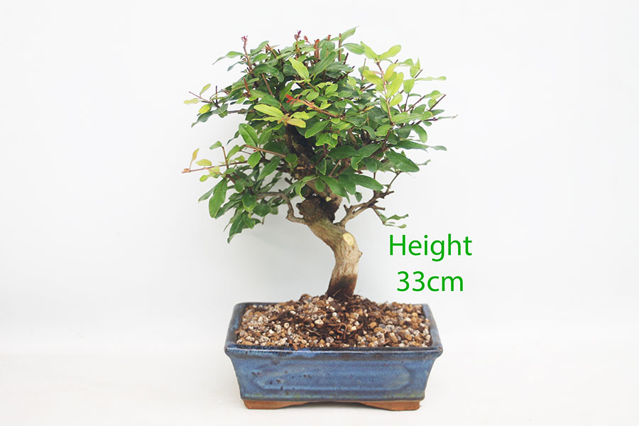 Pomegranate Nejikan Flowering Bonsai Tree Punica Number 222P