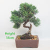 Chinese Juniper Bonsai Tree Number 182P