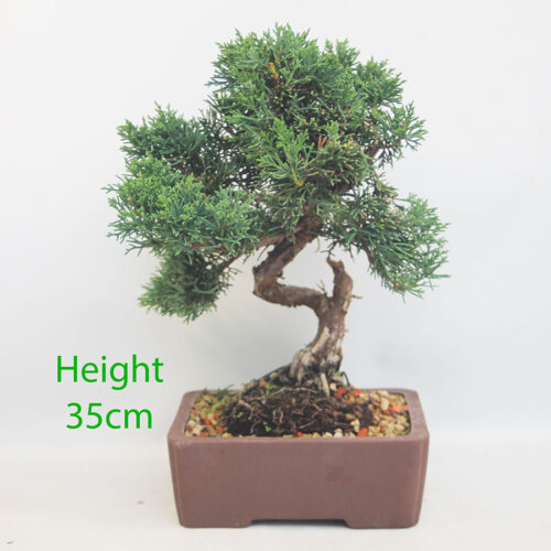 Chinese Juniper Bonsai Tree Number 182P