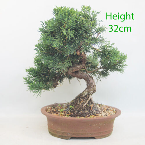 Chinese Juniper Bonsai Tree Number 181P