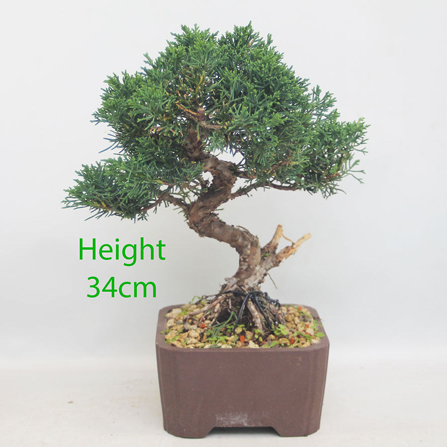 Chinese Juniper Bonsai Tree Number 250P