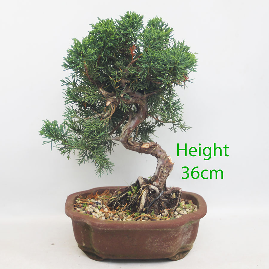 Chinese Juniper Bonsai Tree Number 240P