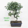 IMG 091Pyracantha Flowering Bonsai Tree Number 101P4