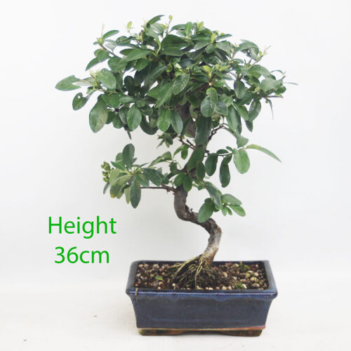 IMG 091Pyracantha Flowering Bonsai Tree Number 101P4