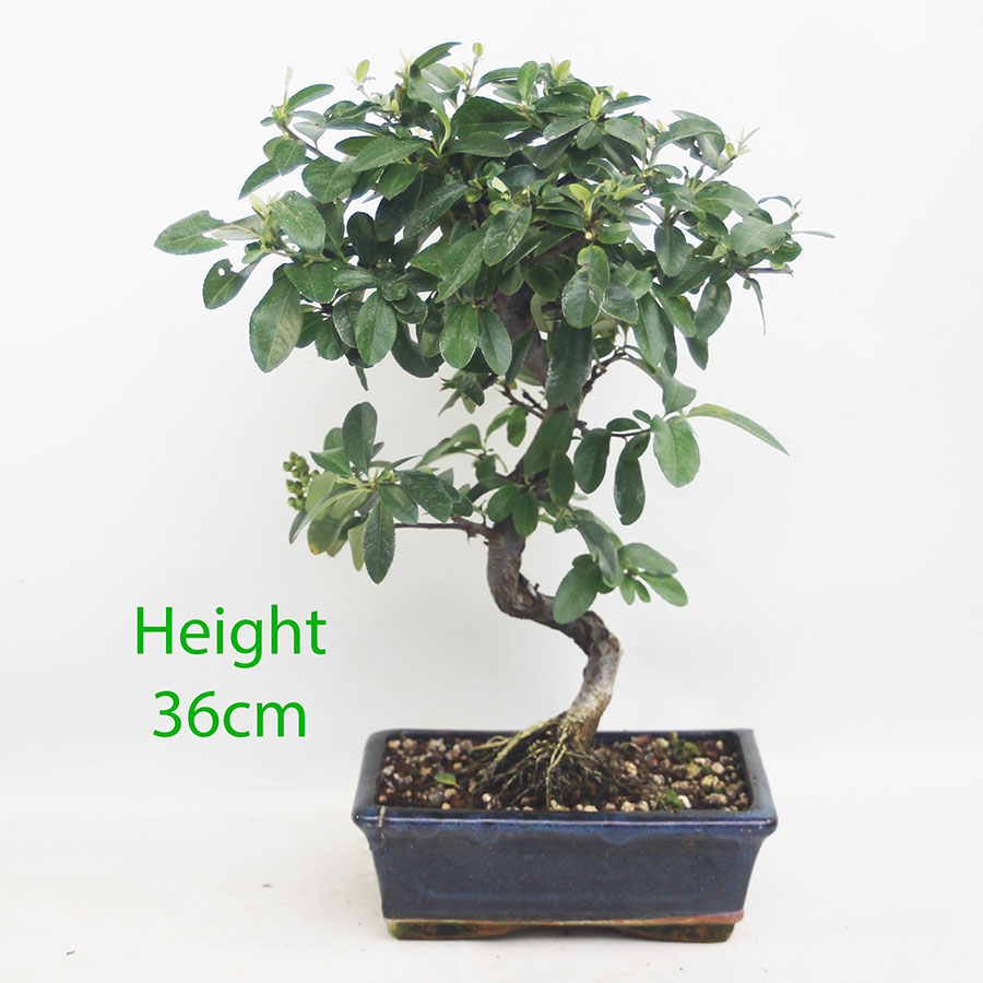 IMG 091Pyracantha Flowering Bonsai Tree Number 101P4