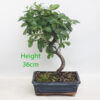 Pyracantha Flowering Bonsai Tree Number 68P